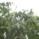 대광오토 이미지