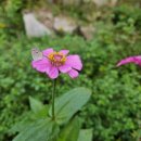 평화과일 이미지