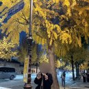 배수사 | [맛집 추천/서울 맛집] 우연히 발견했다 최애가 된 종로 이자카야 ‘배수사’ 스시 코스 후기