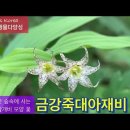 금강죽대아재비_고산 숲속에 사는 바람개비 꽃‪ 이미지