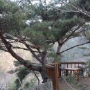 소나무도서관 이미지