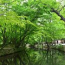 [여행정보] 선운산 숲길에서 초록 물 들다 : 고인돌 질마재 따라 100리 길 이미지