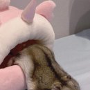 써니사이드업