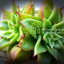 다육꽃세상 이미지