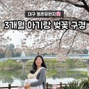 샬롬카프라자 | 대구 벚꽃 명소 동촌유원지 실시간 개화 상황