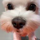 놀러오개 애견유치원 애견호텔 동대문점 이미지