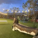 별빛애견 이미지