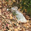 우산쓴고양이 네이버블로그