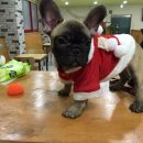 패밀리독 이미지