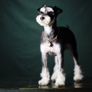 pet148라8695 | 어나더심펫 스튜디오, 무보정! A컷 B컷 사진 대방출!