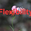 For delay dementia 954 이미지