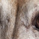 석수동물병원 이미지