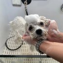 멍냥펫쌀롱 이미지