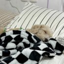 예쁘다 개 이미지