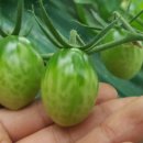 매디팜농원