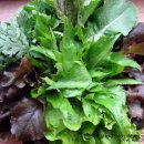 쌈채우리 이미지