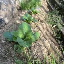 데려가시개 이미지