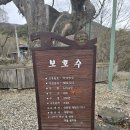 천마산~견두산~구례산수유축제_보호수2개 이미지