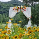 1850회 평낮월요걷기 6월 1일 청정 북한강변 가평/자라섬 봄꽃축제 나들이 갑니다. 이미지