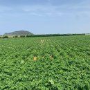 대정읍 신도3리사무소 이미지