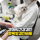 동물병원 유피 이미지