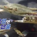 6시내고향 서천 꽃게 요리 식당 어디? 서천 꽃게 택배 주문 방법 소개 - 수요일엔 수산물 기성앤더슨...
