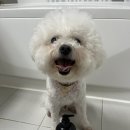 피부에 좋은 향이 좋은 강아지샴푸 &lt;댕기머리 펫앤어스 펫 샴푸앤린스 380ml&gt;