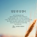 밀알 이미지