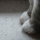 보송보송 이미지