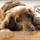 펫시티 이미지