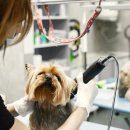 애견미용실 이미지