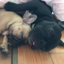 도담이 이미지