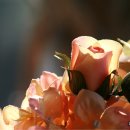 자연이 준 선물 향기 테라피 이미지