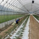 할인판매 유기농 대추방울토마토3kg18,000원=＞12,000원, 완숙토마토10kg29,000원=＞24,000원 이미지