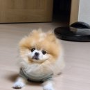 천사 애견 이미지