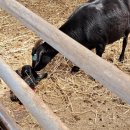 동산흑염소 이미지