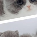 고양이분양 제나캣 화명점 이미지