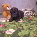 도그마루 강아지 고양이 양산화명점 이미지