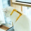 레인보우스토리 이미지