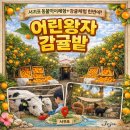 이동1통 | 제주 일주일 살기, 서귀포 아이랑 동물먹이·귤체험 ‘어린왕자감귤밭’ 솔직후기