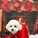 복탄산수 | 부개동 애견미용실 복탄산수에서 비숑 밥풀이와 미용후기✨😚