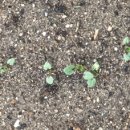 얼룩이농장 이미지