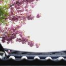 왕곡애견동반펜션 이미지