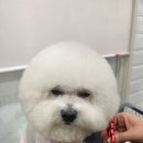 마이뷰티독 스타필드 부천점 이미지