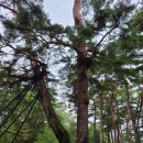 산여울가든 | 우리가족 열일곱번째 캠핑 : 다섯식구가 간 첫 캠핑 (영월 산여울 캠핑장)