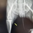 더퍼스트병원 | 화성 퍼스트 동물병원 강아지 슬개골탈구 + 전십자인대 수술 후기