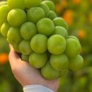 선주농장 이미지