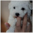 애니멀즈동물병원 이미지