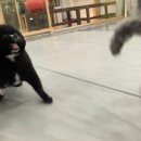 페스츄리(PET'S TREE) 이미지