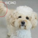 보니 노컷뉴스